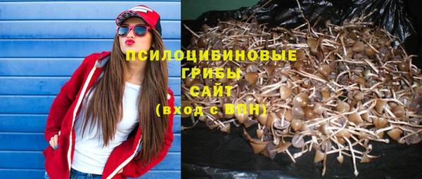 стаф Богданович